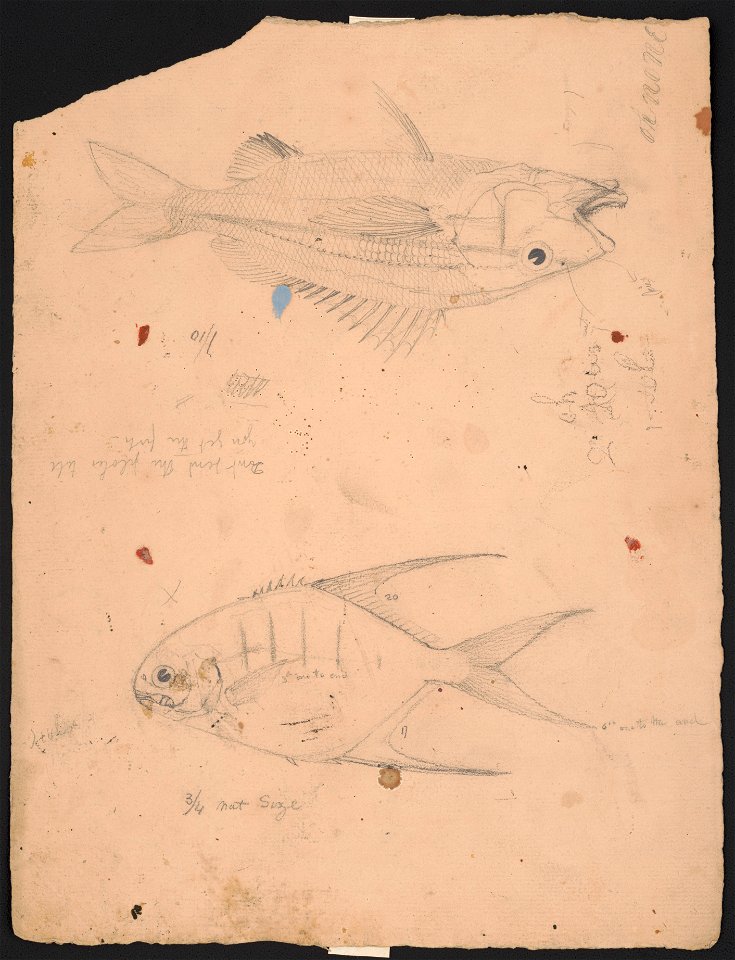 Side view of two fish with notations at to their size LCCN2016649103