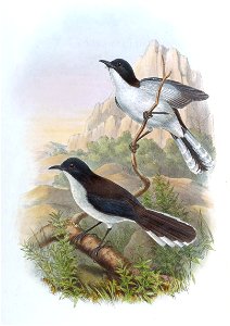 SibiaMelanoleucaGould