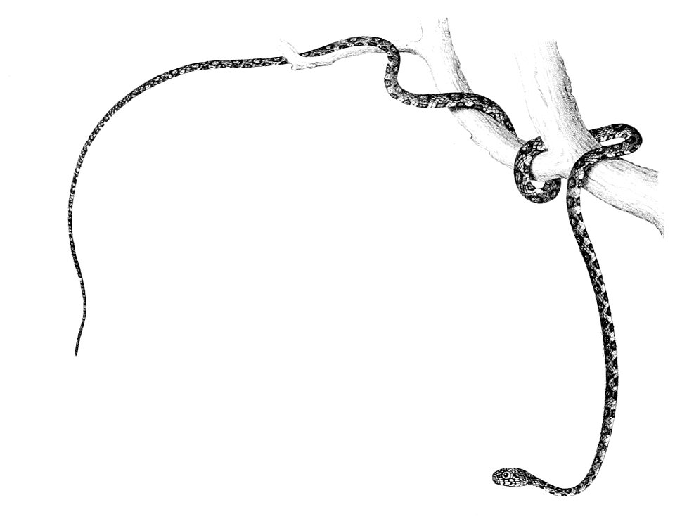 Sibon argus