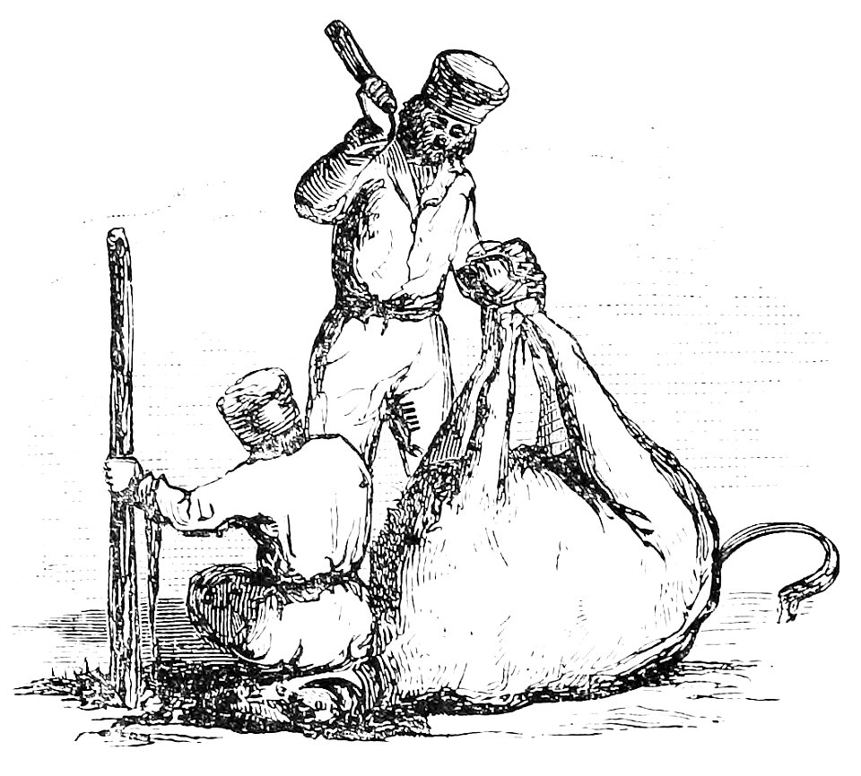 SHOEING AN OX