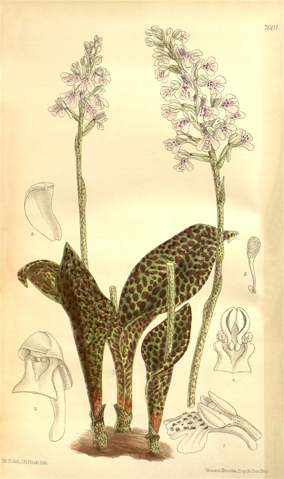 Sirindhornia monophylla (as Orchis monophylla) - Curtis' 124 (Ser. 3 no. 54) pl. 7601 (1898)