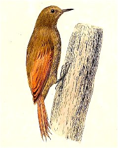Sittasomus griseicapillus 1832