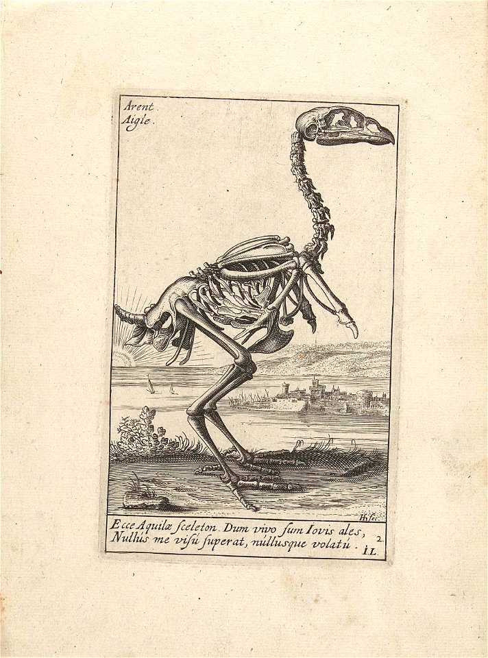 Skelet van een arend
