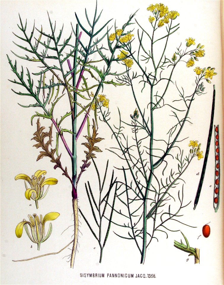 Sisymbrium pannonicum — Flora Batava — Volume v17