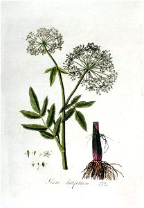 Sium latifolium — Flora Batava — Volume v3