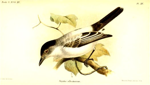 SirystesAlbocinereusSmit