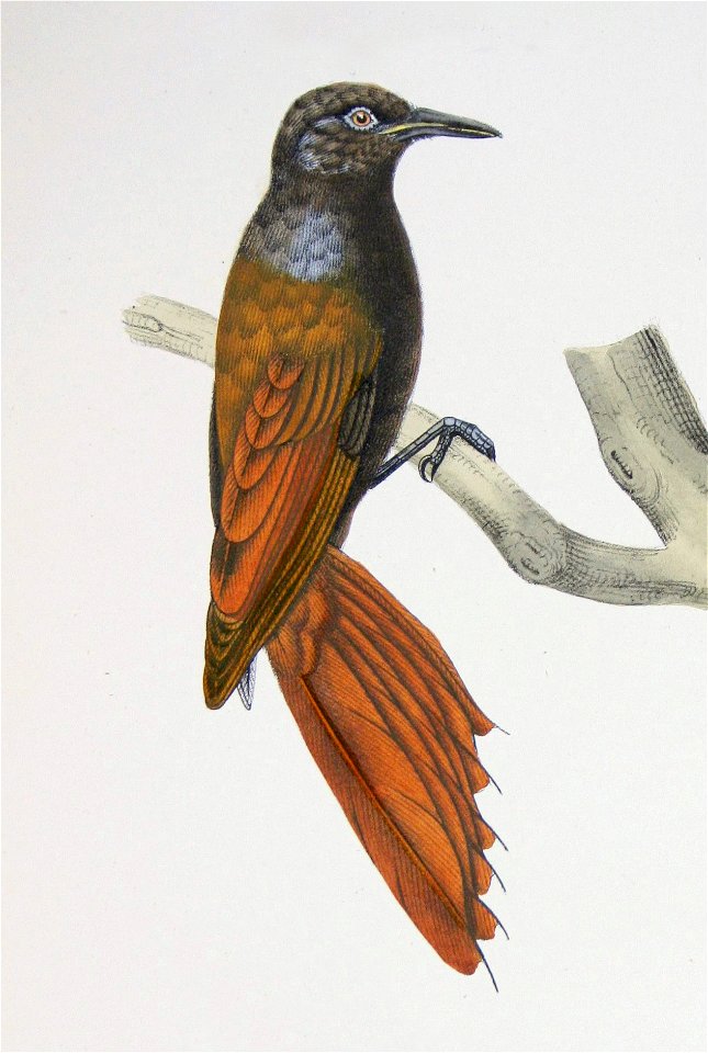Sittasomus griseicapillus Castelnau
