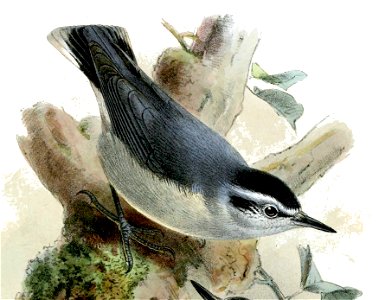 SittaWhiteheadiKeulemans2 (cropped)