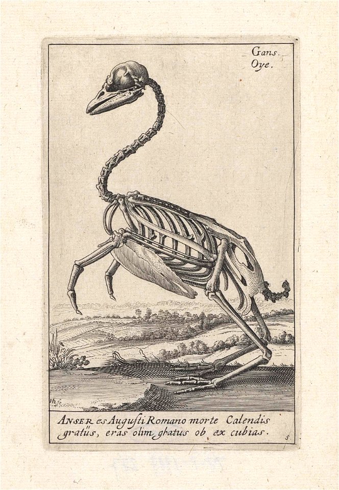 Skelet van een gans