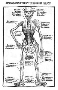 Skelett 1497