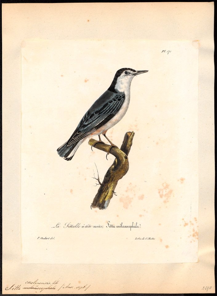 Sitta carolinensis - 1825-1834 - Print - Iconographia Zoologica - Special Collections University of Amsterdam - UBA01 IZ19200327