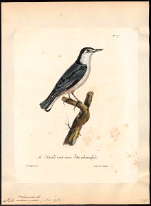 Sitta carolinensis - 1825-1834 - Print - Iconographia Zoologica - Special Collections University of Amsterdam - UBA01 IZ19200327