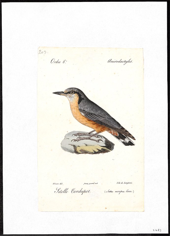 Sitta europaea - 1842-1848 - Print - Iconographia Zoologica - Special Collections University of Amsterdam - UBA01 IZ19200303