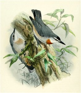 Sitta krueperi - A History of the Birds of Europe