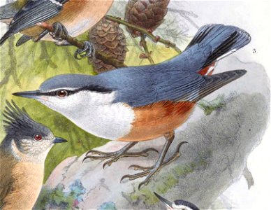 Sitta europaea amurensis 1889