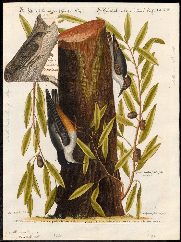Sitta carolinensis - 1700-1880 - Print - Iconographia Zoologica - Special Collections University of Amsterdam - UBA01 IZ19200331