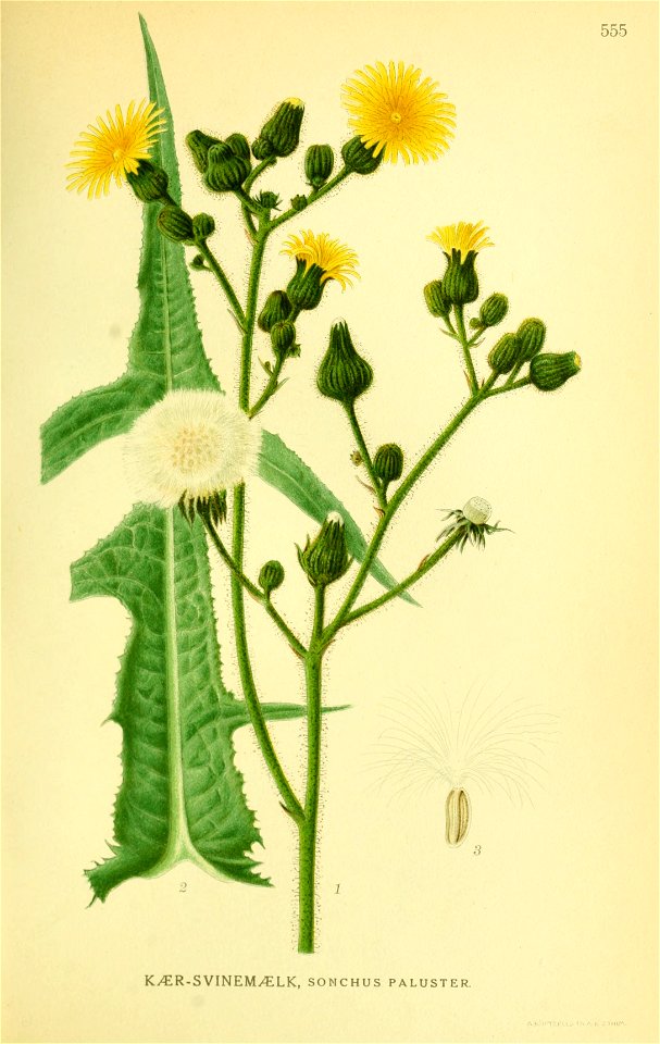 Sonchus palustris