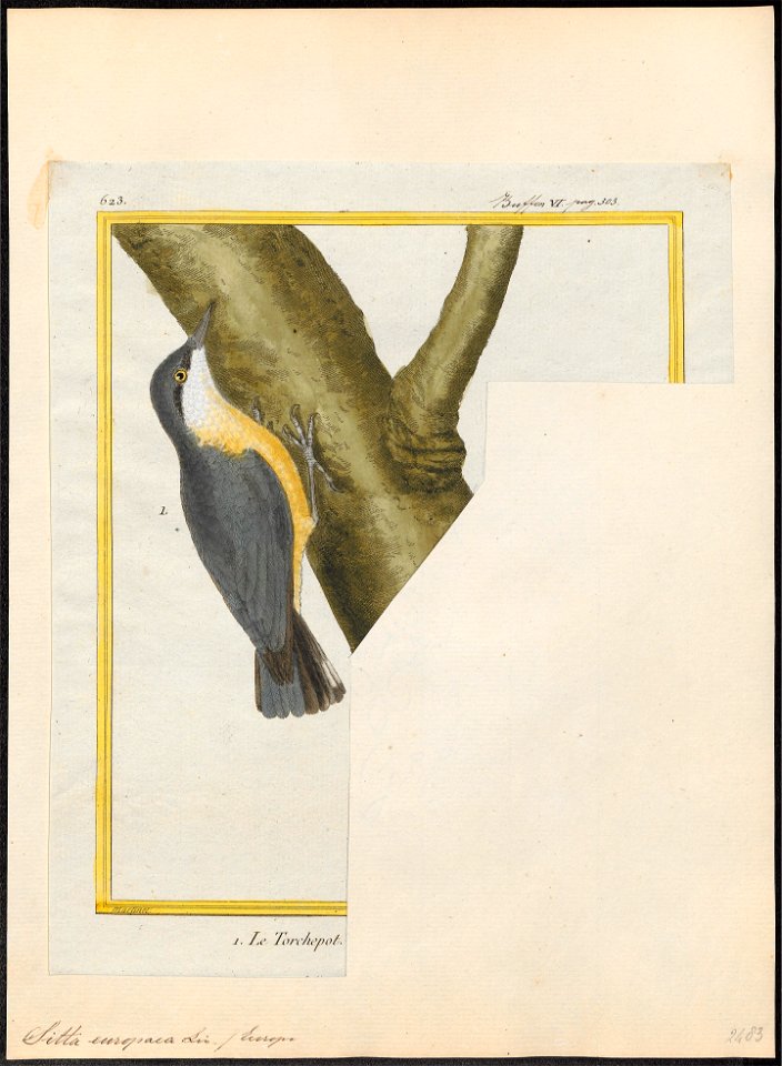 Sitta europaea - 1700-1880 - Print - Iconographia Zoologica - Special Collections University of Amsterdam - UBA01 IZ19200309