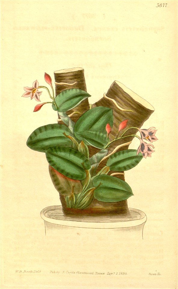 Sophronitis cernua