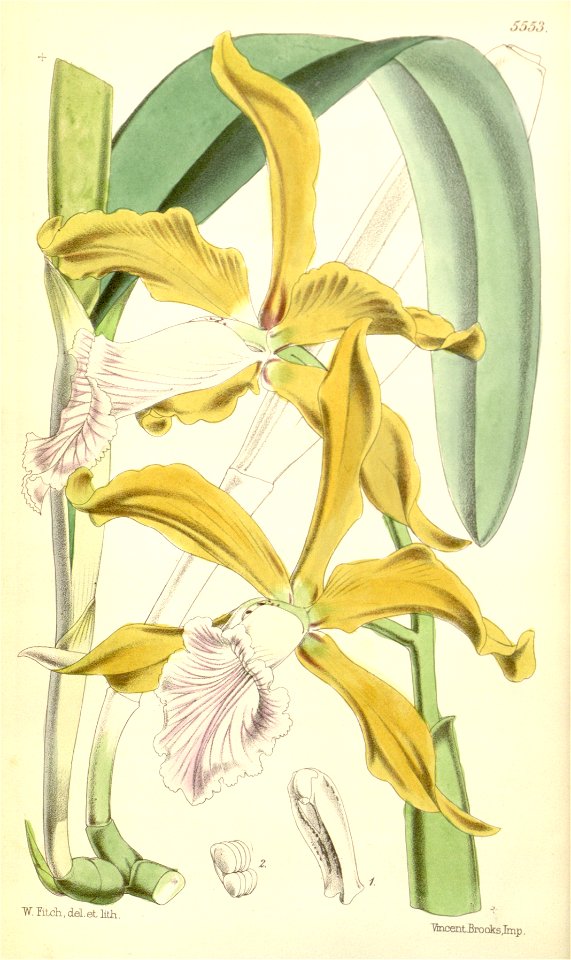 Sophronitis grandis (as Laelia grandis) - Curtis' 92 (Ser. 3 no. 22) pl. 5553 (1866)