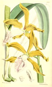 Sophronitis grandis (as Laelia grandis) - Curtis' 92 (Ser. 3 no. 22) pl. 5553 (1866). Free illustration for personal and commercial use.