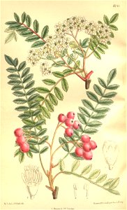 Sorbus vilmorini 135-8241