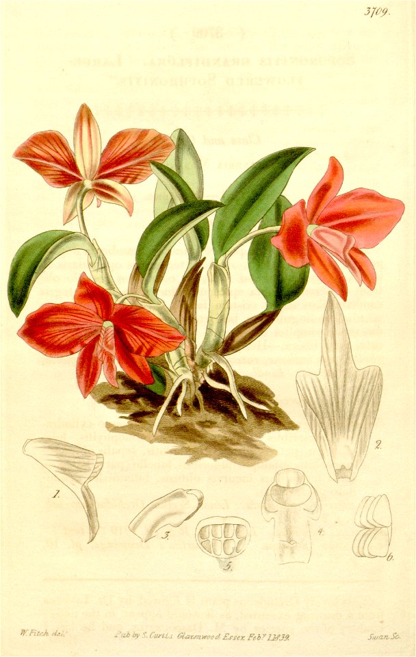 Sophronitis coccinea (as Sophronitis grandiflora) - Curtis' 65 (N.S. 12) pl. 3709 (1839)