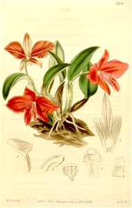 Sophronitis coccinea (as Sophronitis grandiflora) - Curtis' 65 (N.S. 12) pl. 3709 (1839). Free illustration for personal and commercial use.