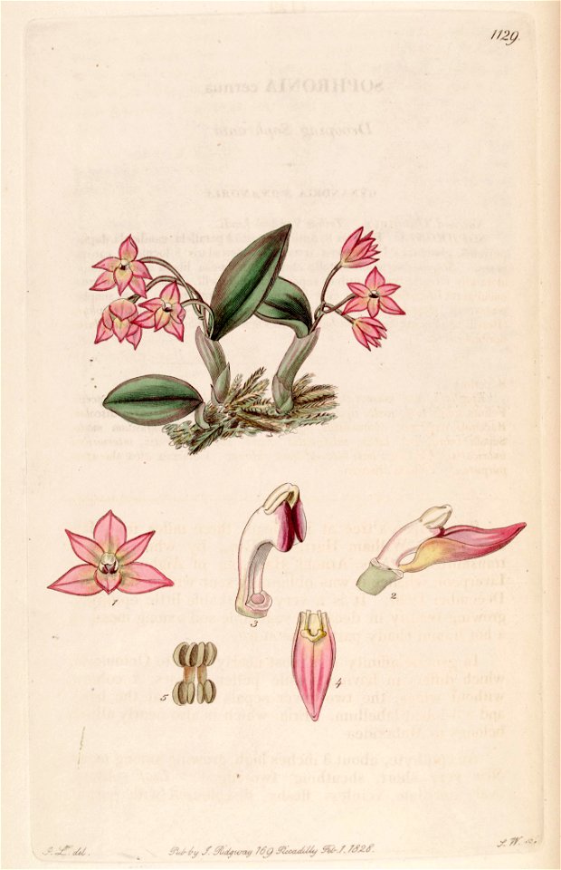 Sophronitis cernua (as Sophronia cernua) - Bot. Reg. 13 pl. 1129 (1827)
