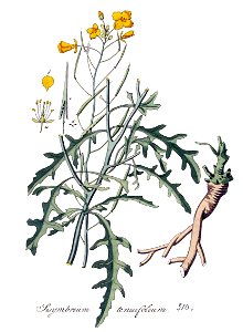 Sisymbrium tenuifolium — Flora Batava — Volume v4