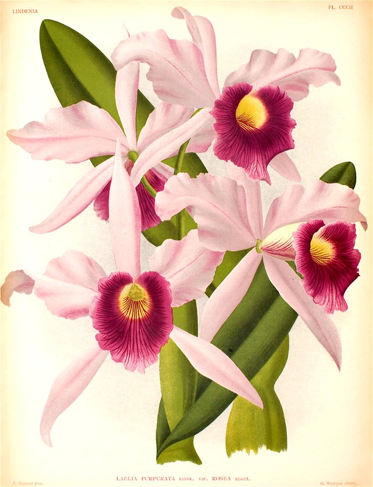 Sophronitis purpurata11