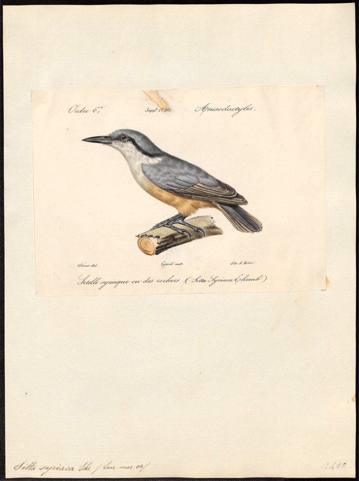 Sitta syriaca - 1842-1848 - Print - Iconographia Zoologica - Special Collections University of Amsterdam - UBA01 IZ19200317