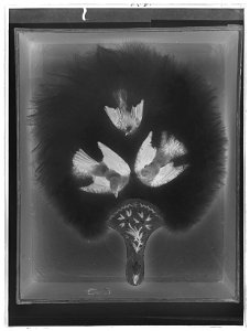 Solfjäder - Livrustkammaren - 42943-negative