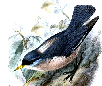 Sitta oenochlamys mesoleuca Keulemans