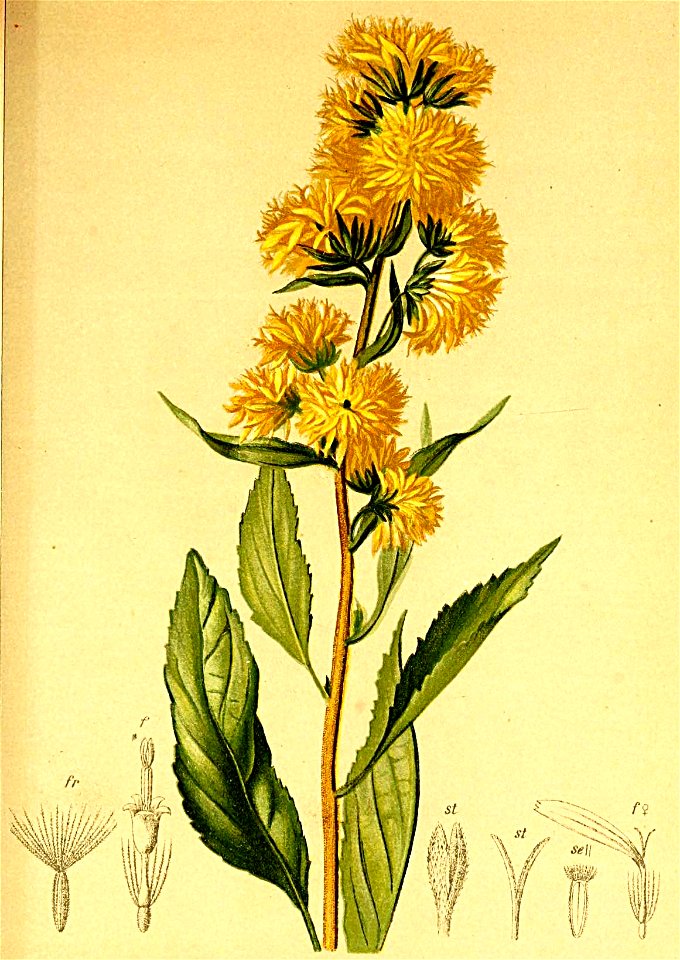 Solidago alpestris Atlas Alpenflora