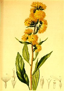 Solidago alpestris Atlas Alpenflora