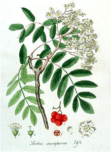 Sorbus aucuparia — Flora Batava — Volume v4. Free illustration for personal and commercial use.