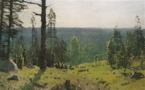 Soligt skogslandskap x Alfred Bergström