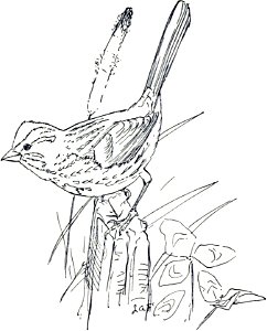 Song Sparrow-MBS 29