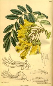 Sophora macrocarpa 142-8647
