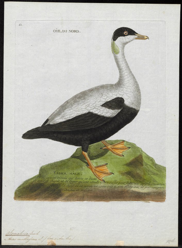 Somateria mollissima - 1790-1796 - Print - Iconographia Zoologica - Special Collections University of Amsterdam - UBA01 IZ17700105