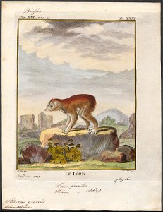 Stenops gracilis - 1782 - Print - Iconographia Zoologica - Special Collections University of Amsterdam - UBA01 IZ19700126