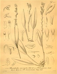 Stelis quadrifida (as Pleurothallis incompta and Pleurothallis longissima)-Acianthera tricarinata (as Pleurothallis tricarinata)-Xenia 2-137 (1874). Free illustration for personal and commercial use.