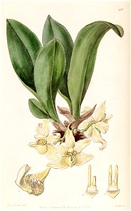 Stenia pallida - Edwards vol 24 (NS 1) pl 20 (1838)