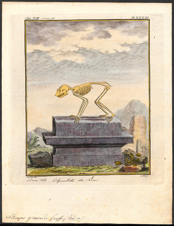 Stenops gracilis - skelet - 1782 - Print - Iconographia Zoologica - Special Collections University of Amsterdam - UBA01 IZ19700124