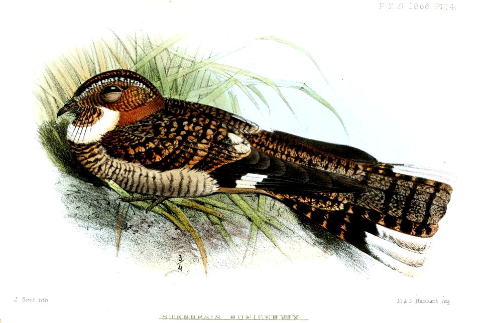 StenopsisRuficervixSmit