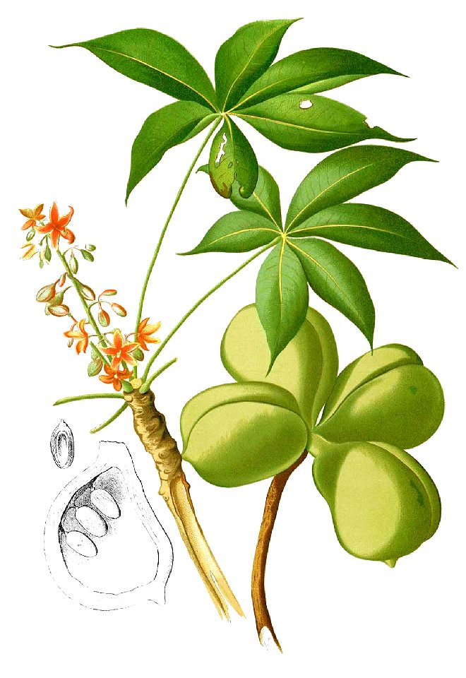 Sterculia foetida Blanco1.134-cropped