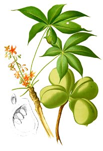 Sterculia foetida Blanco1.134-cropped