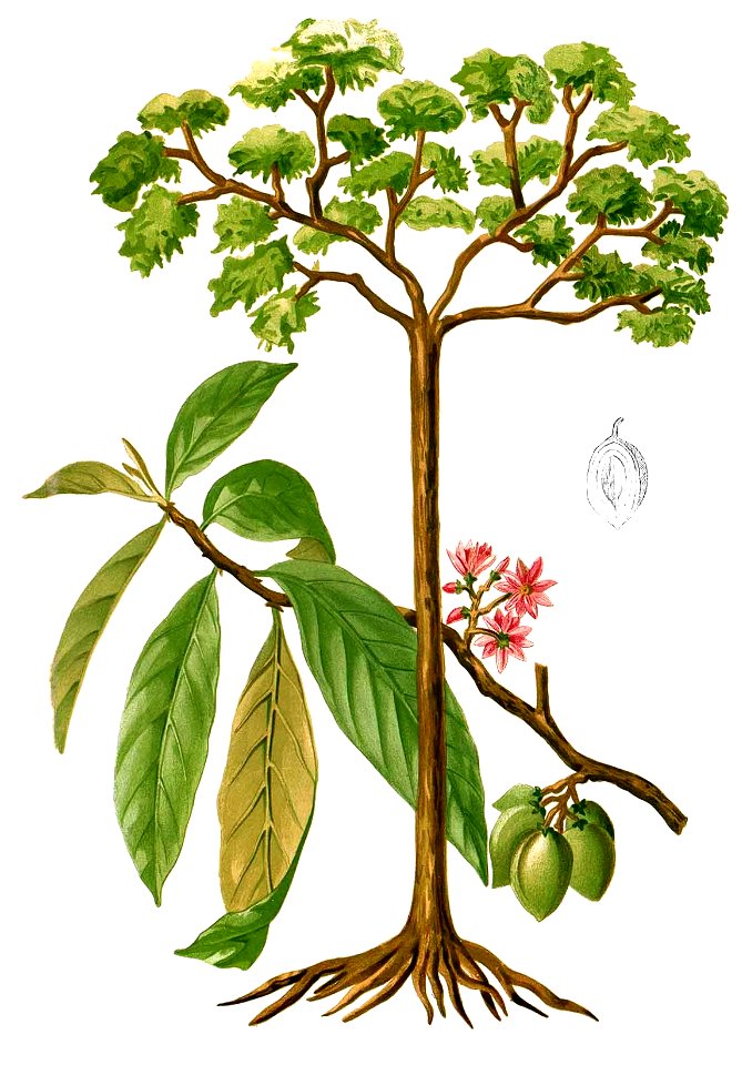 Sterculia sp Blanco2.448-cropped