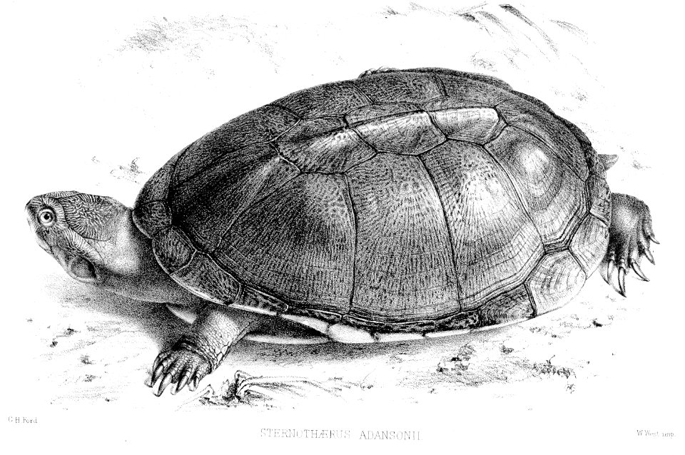 SternothaerusAdansoniiFord